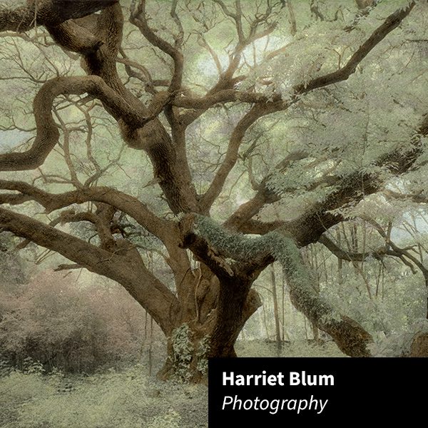 Harriet Blum